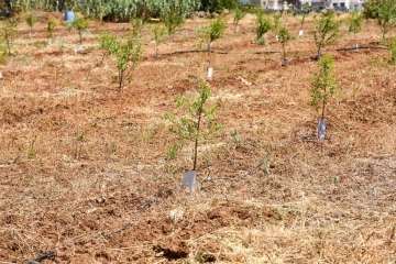 Plantación de 4.400 almendreros, nogales, higueras y olivos en Valsequillo (Foto TA)
